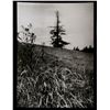 Image 1 : Josef Sudek, A Walk Through Mionsi, Photograph