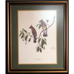 Ray Harm Print Cedar Waxwing Nature Birds