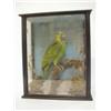 Image 1 : TAXIDERMY, a paraqueet, in a natural setting, glazed case, 40cm x 35cm  30-50...
