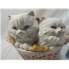 Image 2 : KITTENS IN A BASKET COVERED CERAMIC COOKIEJAR