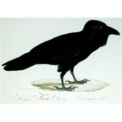 Unknown Artist - Raven 