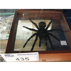 TARANTULA
