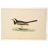 Image 1 : ANTIQUE HAND COLORED LITHOGRAPH OF A PIED WAGTAIL