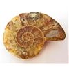 Image 1 : 1-7/8" AMMONITE FOSSIL CUT AND POLISHED