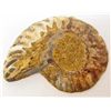 Image 2 : 1-7/8" AMMONITE FOSSIL CUT AND POLISHED