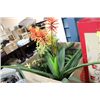 Image 1 : SHOWHOME BOX OF ARTIFICIAL PLANTS
