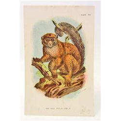 C. 1890S "THE GREY GENTLE LEMUR" LITHOGRAPH PRINT