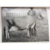 Image 3 : 1917 "DAIRY CATTLE & MILK PRODUCTION" HARDCOVER BOOK