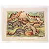 Image 1 : 1880 ANTIQUE COLOR LITHOGRAPH ANIMAL PRINT