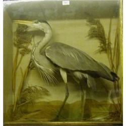 Taxidermy: A heron, in a glazed case, 71 cm  £200-250...