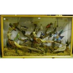 Taxidermy: A case of exotic birds, in a display case, by J Dickinson, Grimesthorpe, 146 cm  £150-...