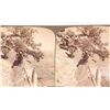Image 2 : Boxed Set Stereoview Cards The Grand Canyon