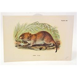 C. 1890S "BANK VOLE" LITHOGRAPH PRINT