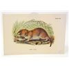 Image 1 : C. 1890S "BANK VOLE" LITHOGRAPH PRINT