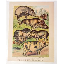 1880 ANTIQUE COLOR LITHOGRAPH ANIMAL PRINT