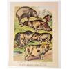 Image 1 : 1880 ANTIQUE COLOR LITHOGRAPH ANIMAL PRINT