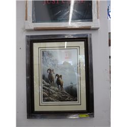 Framed print "Rockey Mountain Big Horn"