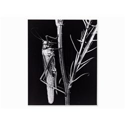 Fred Koch (1904-1939?), Locust vividissima, Germany, 1920s