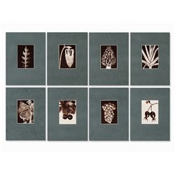 Fred Koch, Eight Plant & Fruit Photographs, Germany, 1920s