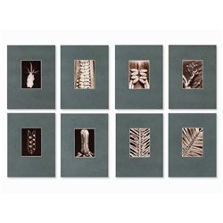 Fred Koch (1904-1939?), 8 Plant Photographs, Germany, 1920s