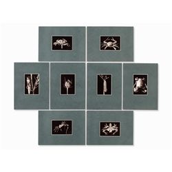 Fred Koch (1904-1939?), 8 Animal Photographs, Germany, 1920s