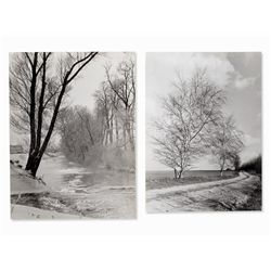 Hans Kubicek, 2 Photographs, Birch Landscapes, Austria, 1968