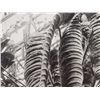 Image 10 : Albert Renger-Patzsch (1897-1966), 2 Macro Photographs, 1920s