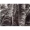 Image 11 : Albert Renger-Patzsch (1897-1966), 2 Macro Photographs, 1920s