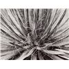 Image 3 : Albert Renger-Patzsch (1897-1966), 2 Macro Photographs, 1920s