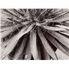Image 4 : Albert Renger-Patzsch (1897-1966), 2 Macro Photographs, 1920s
