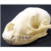 Image 1 : XXL PINE MARTIN SKULL TAXIDERMY