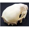 Image 2 : XXL PINE MARTIN SKULL TAXIDERMY