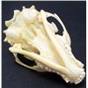 Image 3 : XXL PINE MARTIN SKULL TAXIDERMY