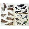 Image 3 : 1946 "AUDUBON BIRD GUIDE" HARDCOVER BOOK