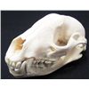 Image 1 : RACCOON SKULL TAXIDERMY