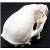 Image 2 : RACCOON SKULL TAXIDERMY