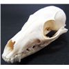 Image 1 : GREY FOX SKULL TAXIDERMY