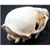 Image 2 : GREY FOX SKULL TAXIDERMY