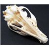 Image 3 : GREY FOX SKULL TAXIDERMY