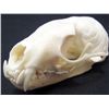Image 1 : XXL PINE MARTIN SKULL TAXIDERMY