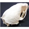 Image 2 : XXL PINE MARTIN SKULL TAXIDERMY