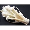 Image 3 : XXL PINE MARTIN SKULL TAXIDERMY
