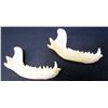 Image 1 : LOT OF 2 RACCOON JAW BONES TAXIDERMY