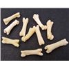 Image 1 : LOT OF 10 COYOTE KNUCKLE BONES - TAXIDERMY
