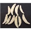Image 1 : LOT OF 10 COYOTE TEETH - TAXIDERMY - JEWELRY
