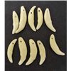 Image 1 : LOT OF 10 COYOTE TEETH - TAXIDERMY - JEWELRY