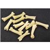 Image 1 : LOT OF 12 COYOTE KNUCKLE BONES - TAXIDERMY