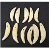 Image 1 : LOT OF 10 COYOTE TEETH - TAXIDERMY - JEWELRY