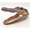 Image 1 : AUTHENTIC ALLIGATOR HEAD TAXIDERMY - 5" LONG