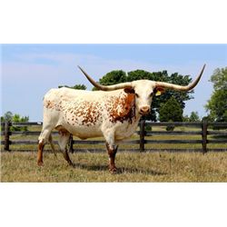 Shamrock Awesome PIA